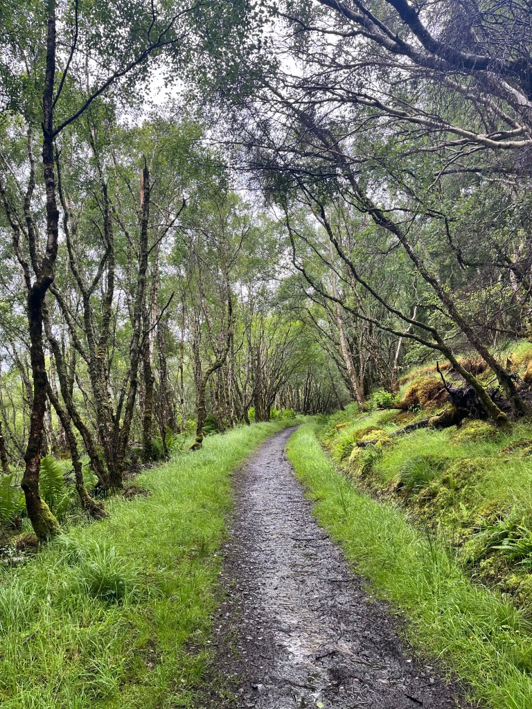 Forest trail on the East Highland Way
