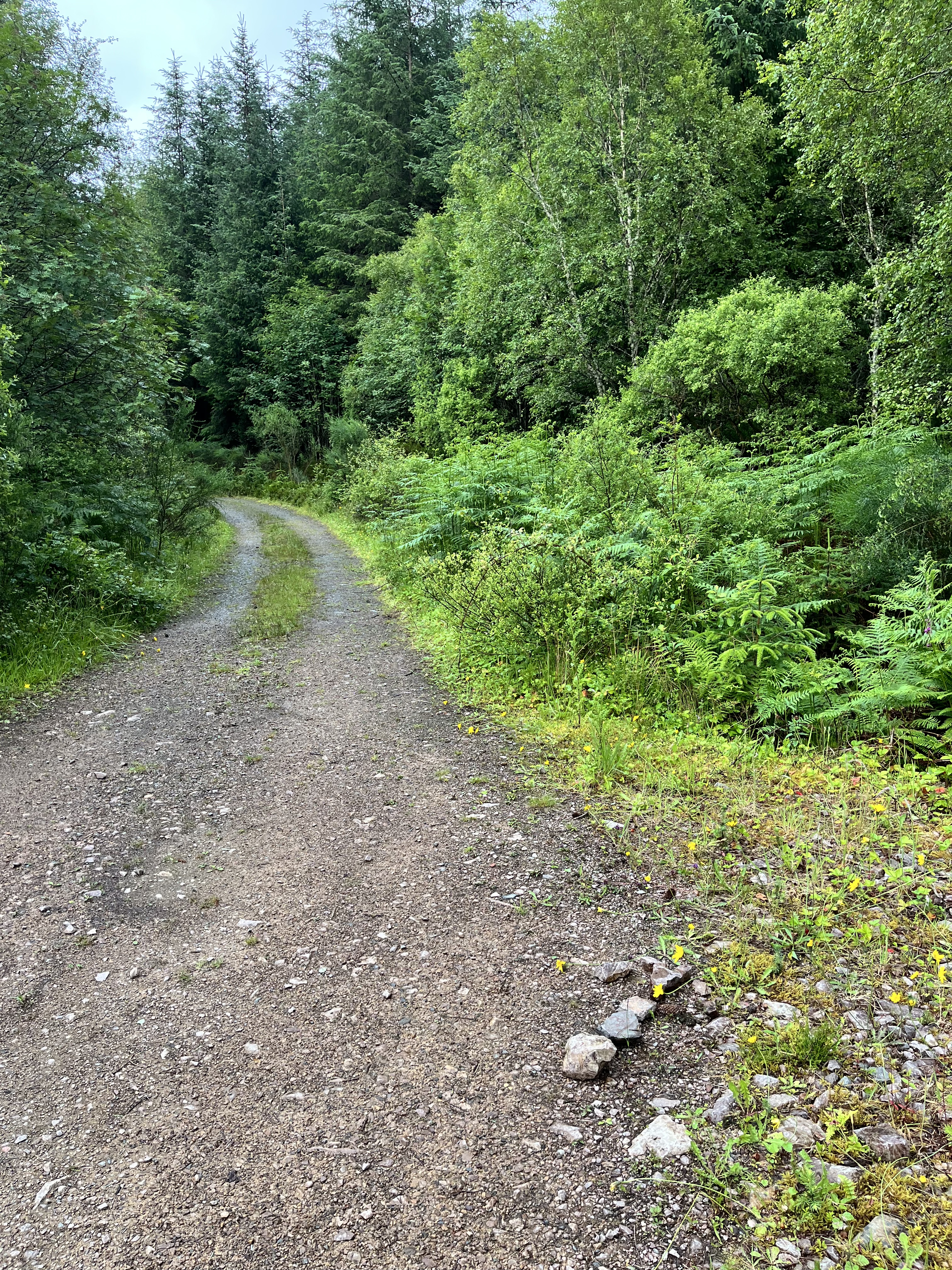 Forest track from Fort William on East Highland Way