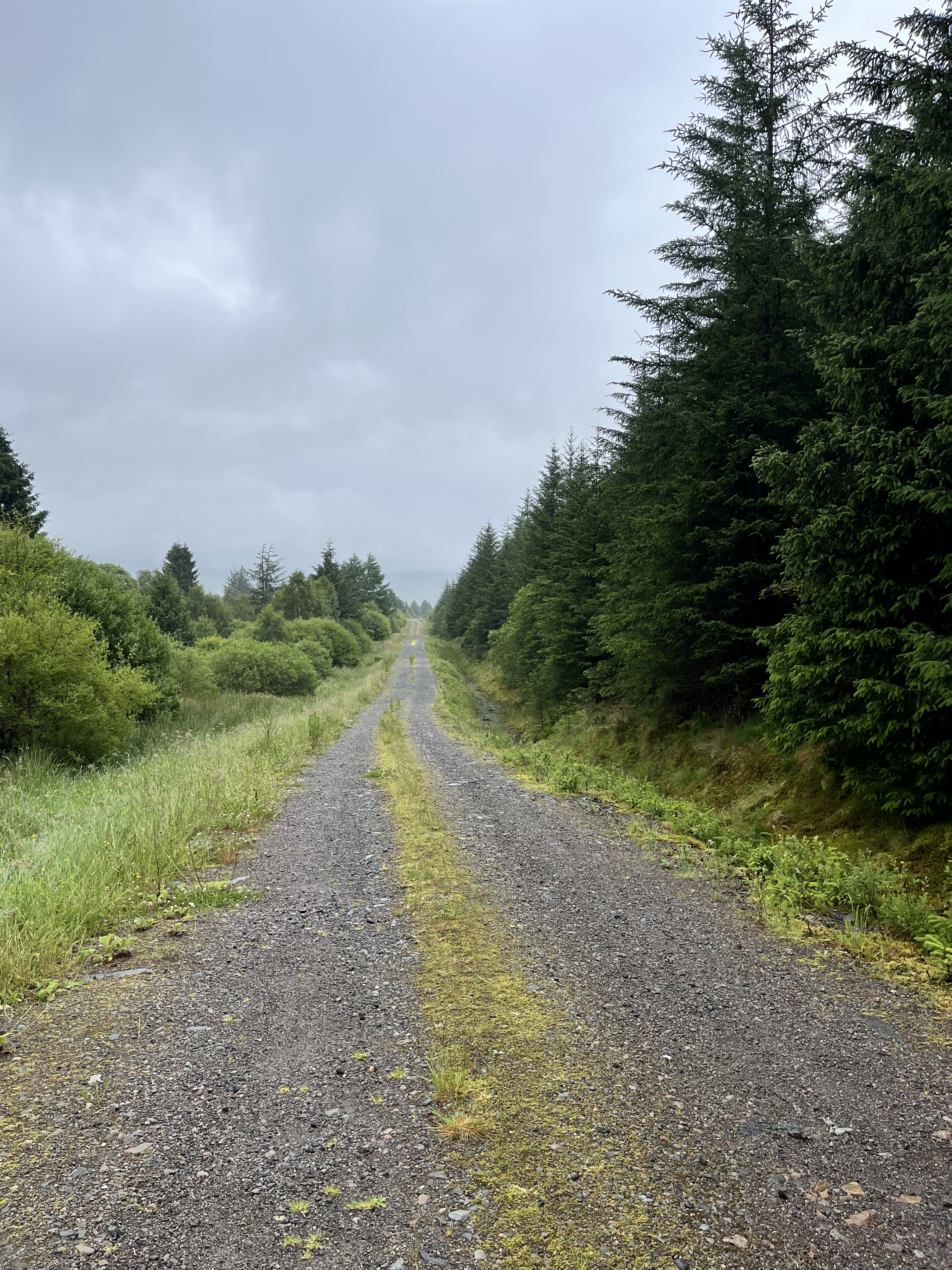 Forest tracks leading to mountains on East Highland Way