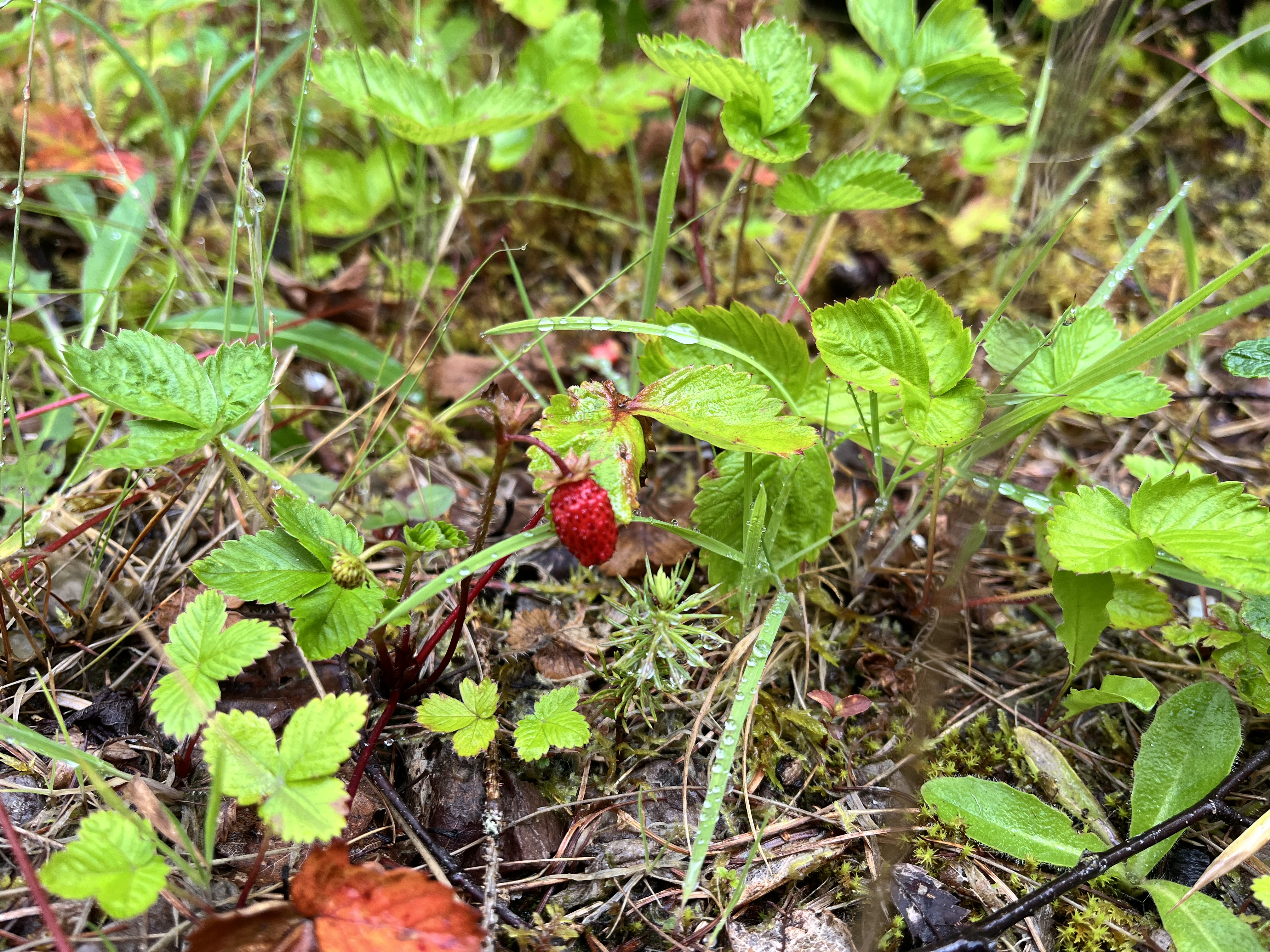 Detail of the strawberry on East Highland Way