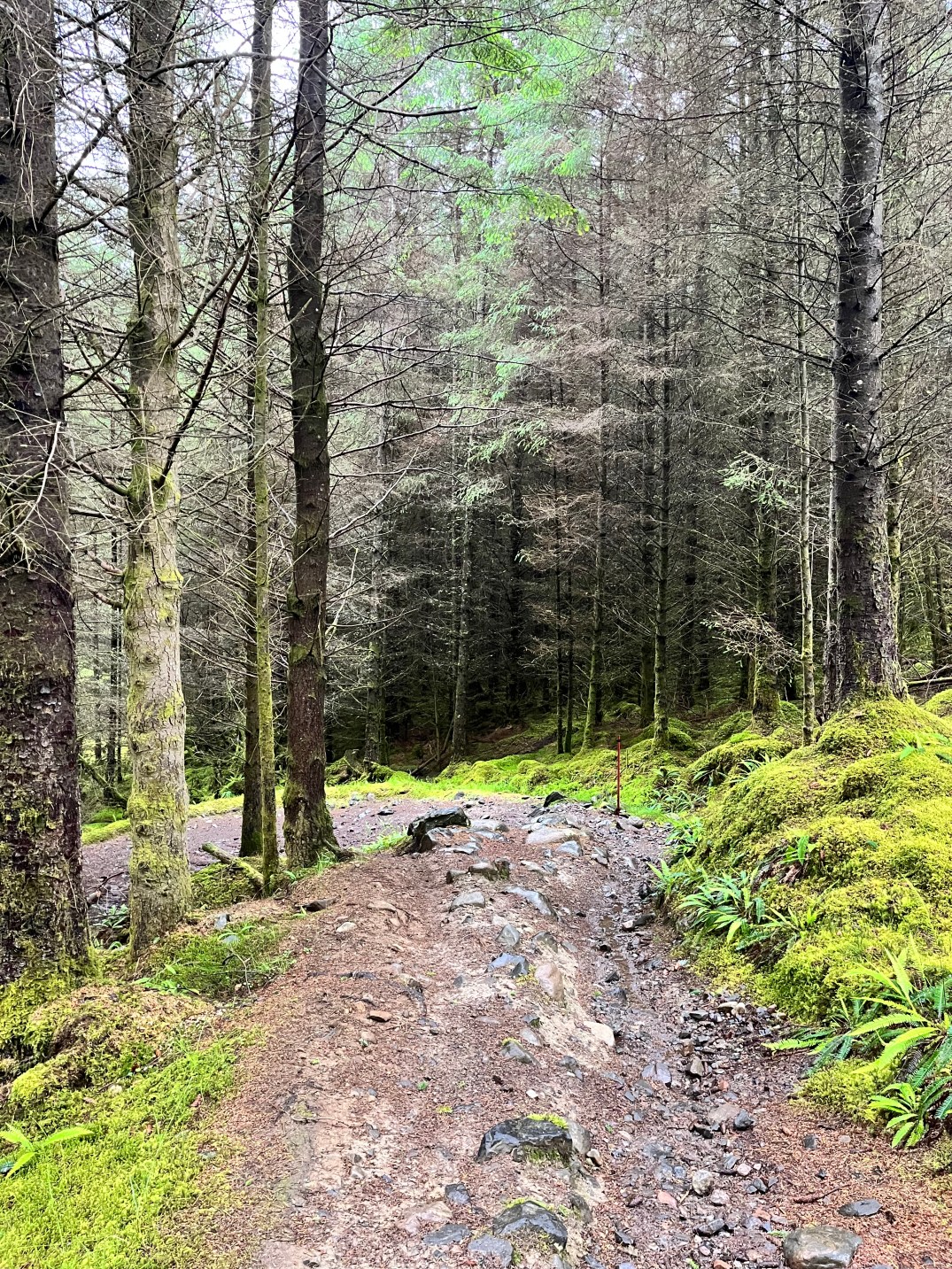 Woodland after the rain on East Highland Way walking from Fort William